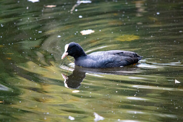 Blässhuhn auf einem Teich