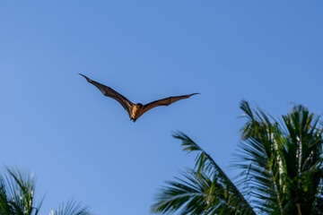 Flying Fox on Maldives island. Fruit bat flying. Gray-headed Flying Fox (Pteropus poliocephalus).