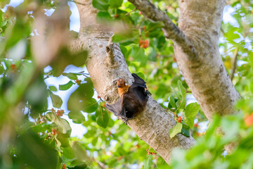 Flying Fox on Maldives island. Fruit bat flying. Gray-headed Flying Fox (Pteropus poliocephalus).