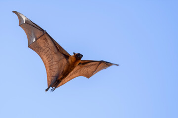 Flying Fox on Maldives island. Fruit bat flying. Gray-headed Flying Fox (Pteropus poliocephalus).