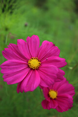 Fototapeta premium Detail of Pink Cosmos flowers on plant. Cosmos Bipinnatus in the flowerbed