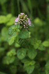 Sprig mint plant in bloom with lilac flowers growing in the garden. Mentha rotundifolia on summer 