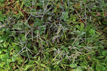Fungal disease on a meadow, Close-up of gray mold on green grass 