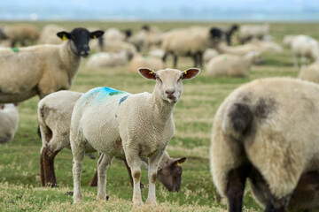 flock of grazing black face suffolk sheep grazing on a salt marsh pasture next to Mont Saint Michel, Normandy France