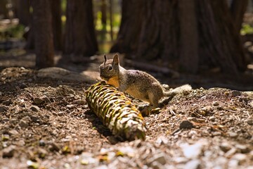 Kalifornischer Ziesel mit Tannenzapfen
