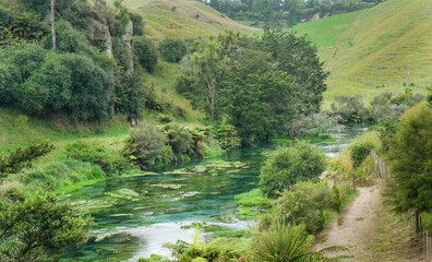 Beautiful Blue Spring. Te Waihou Walkway. Waikato. New Zealand.