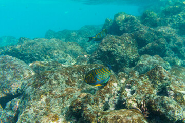 Blue banded surgeonfish (Acanthurus lineatus). Tropical and coral sea fish. Beautiful underwater world. Underwater photography.