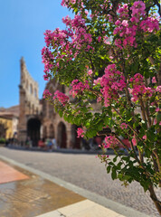 Blooming Pink Flowers with Verona Arena in the Background - Verona, Italy