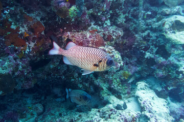 Blacktip soldier fish (Myripristis botche) in the coral reef of Maldives island. Tropical and coral sea wildelife. Beautiful underwater world. Underwater photography.