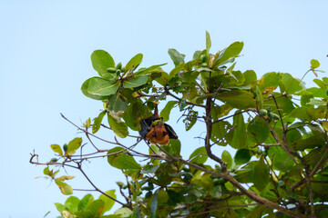 Flying Fox on Maldives island. Fruit bat flying. Gray-headed Flying Fox (Pteropus poliocephalus).