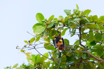 Flying Fox on Maldives island. Fruit bat flying. Gray-headed Flying Fox (Pteropus poliocephalus).