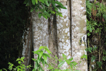 Tree crown and tree leaves