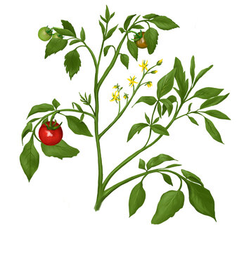 Illustration of a tomato plant with fruits and petals