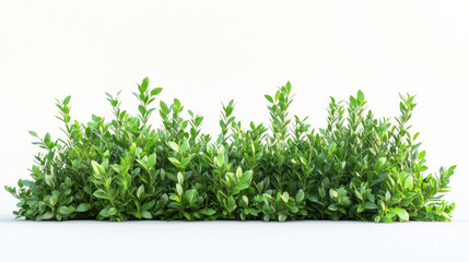 Fototapeta premium A long green bush isolated on a white background.