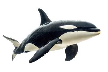 An orca whale isolated on a white background.