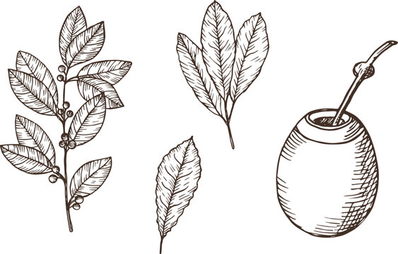 Yerba mate hand drawn engraved set on isolated background. Vector botanical illustration of tea branch with leaves, pumpkin calabash, fruits. For logo, label, card, print. Food, drink, medical plants