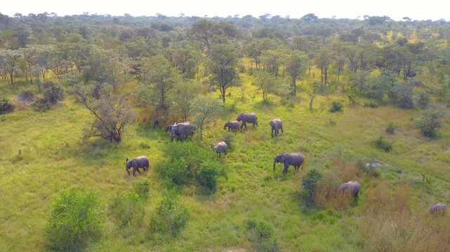 Aerial tracking overview of African Savanna Elephant walking across the Kruger National Park savanna woodlands in herd