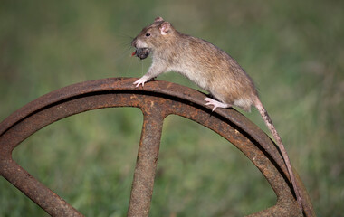 A close up of a common rat. It is captured climbing on a n old metal wheel and has food in its mouth and an out of focus blurry background