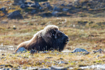 Musk ox, Ovibos moschatus, in the mountainside tundra of Forsbladfjorden, in Northeast Greenland National Park. © Rixie