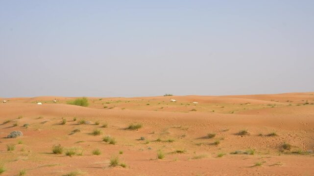 an Addax wondering around the desert finding food and water to drink