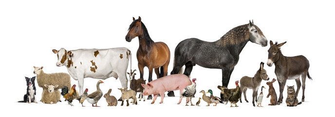 Large group of many farm animals standing together