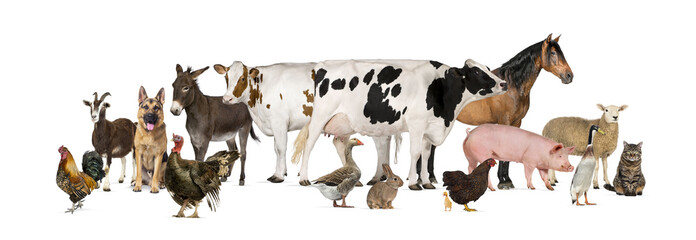 Large group of many farm animals standing together