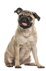 happy young pug dog panting mouth wide open, cut out, Remastered