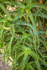Aloe arborescens
