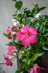 Mandevilla sanderi, Jasmin