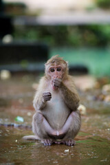 Fototapeta premium Monkey at Tham Phra Temple, Chiang Rai Thailand