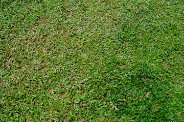 green grass landscape texture background