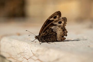 gro&szlig;er Waldportier Augenfalter