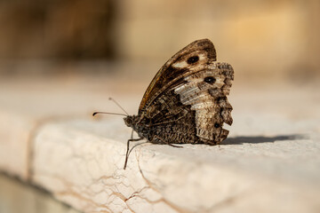gro&szlig;er Waldportier Augenfalter