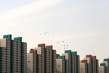 Obraz premium Flying migration birds above the apartment