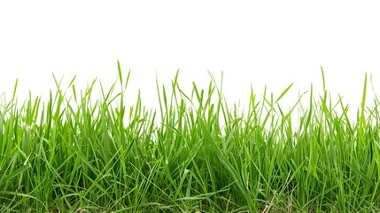 Fototapeta premium A neatly trimmed lawn with vibrant green grass, perfect for a summer background