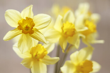 Light yellow daffodils bouquet. Delicate spring daffodils