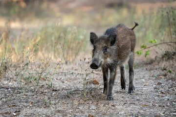 Young wild boar walking in a dry forest path during late summer. A juvenile wild boar forages in its natural habitat, surrounded by dry grass and scattered leaves.