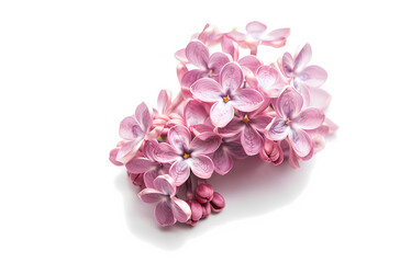 Flowers isolated on white background