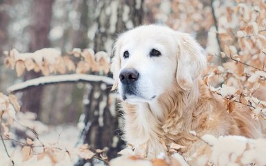 "Golden Doggy Delight in Winter's Chill"