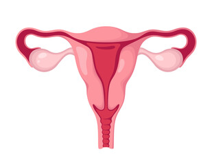 Uterus with ovaries on a white background. The female organ. Vector illustration.