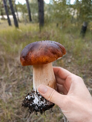 Hand of senior woman holding porcini mushroom