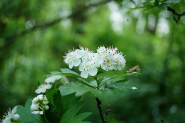 Blooming hawthorn. Flowering in spring.