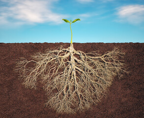 Strong root in soil, small green plant with long root.