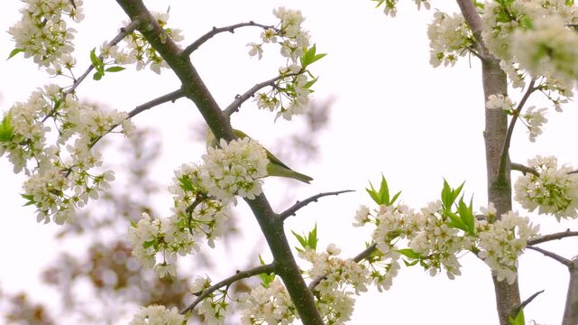 Tennessee warbler perched on blooming branches surrounded by white flowers on a spring day, hopping from branch to branch