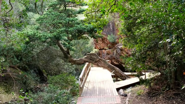 Uniquely shaped tree grow over boardwalk on Disa Kloof Trail, Harold Porter