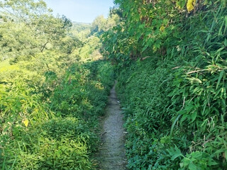 road with mountain background. rural road in mountain area with many trees which is cool and fresh