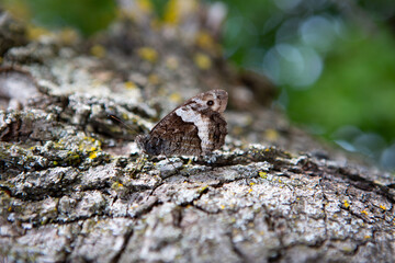 Papilio butterfly, Hipparchia fagi, perched gracefully on a wooden log, showcasing its intricate wing patterns