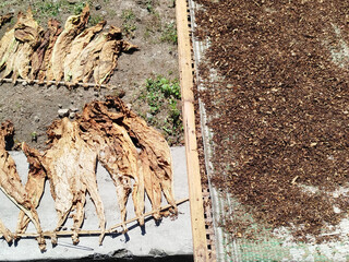 chopped slices of dry tobacco leaves that are being dried in the hot sun