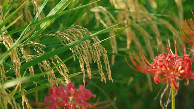 red spider lily and rice paddies, autumn scenery