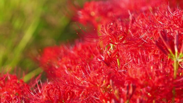 red spider lily and rice paddies, autumn scenery